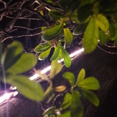 i love you so (the walters)