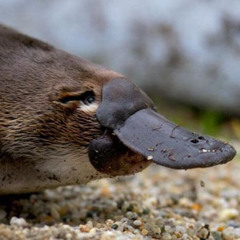 Platypus X