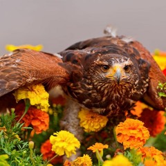 Aguila Florida Hayo Hayo