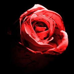 Romantic Homicide Live