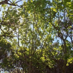 Ich weiß ein fein brauns Mägdelein