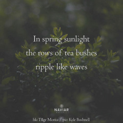 In spring sunlight (Naviarhaiku 604)