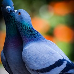 روحي الوَفية ❤️