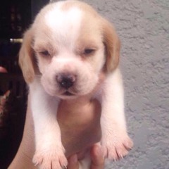 The one that got away (acoustic cover)