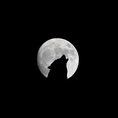 WOLF - LOBO