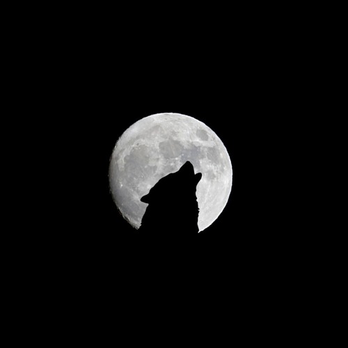 WOLF - LOBO