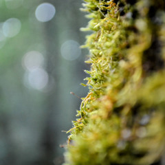 FPAW - The Moss Mixtape