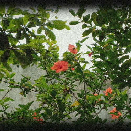 Your Thorns
