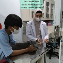 0813-8096-0396 Praktek Dokter Hewan Pulo Gadung Jakarta Timur