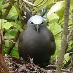 Brown Noddy, Seychelles