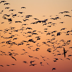 The Birds (sketch 3) - Arrival in Nephelococcygia