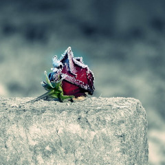 CEMETERY ROSE 1