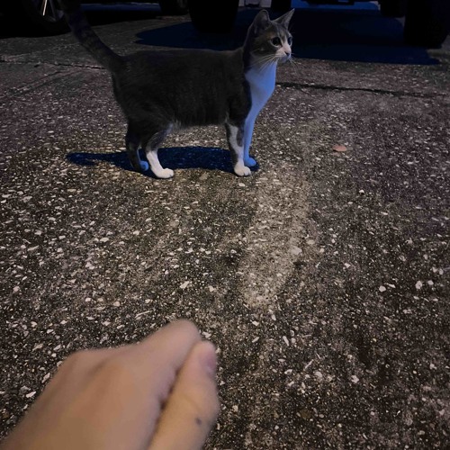 Broly (P. StonerHead)