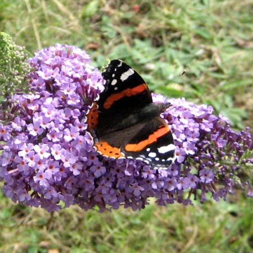 Sag mir wo die Blumen sind
