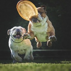 Silly Pets
