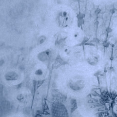 dandelions. [83]