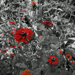 13.11.2025 - Cap. XXIV - Não Coloqueis a Candeia Sob o Alqueire - Os Sãos Não Precisam de Médicos (25)