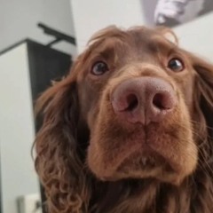 MELODIA DA HORIZON (Rukaasuu Ver)