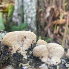 PODCAST 01 - GEDANKEN – DREI HÖLLE - ᛞ†3