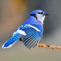 Bluejay (raw audio) prod. Sogimura