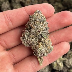 Exotic