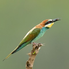 European Bee-eater (Merops apiaster)