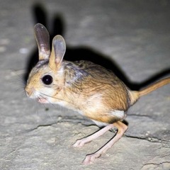 Kangaroo Mouse - Savoke