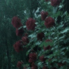 DEAD ROSES