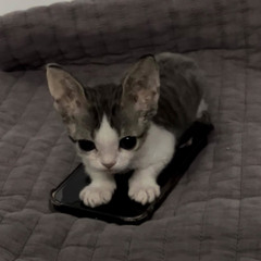 StoneDogg - Early Bird Kills The First Worm (Prod. Sir Sicko)