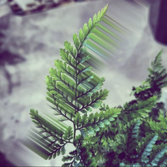 to the trees 𓍊𓋼𓍊𖡼.𖤣𖥧𖡼.𖤣𖥧𓋼𓍊𓋼 𓍊