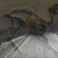 a deer in the headlights