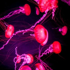 Live @ Monkey Loft Nov 1st