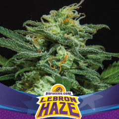 Lebron Haze