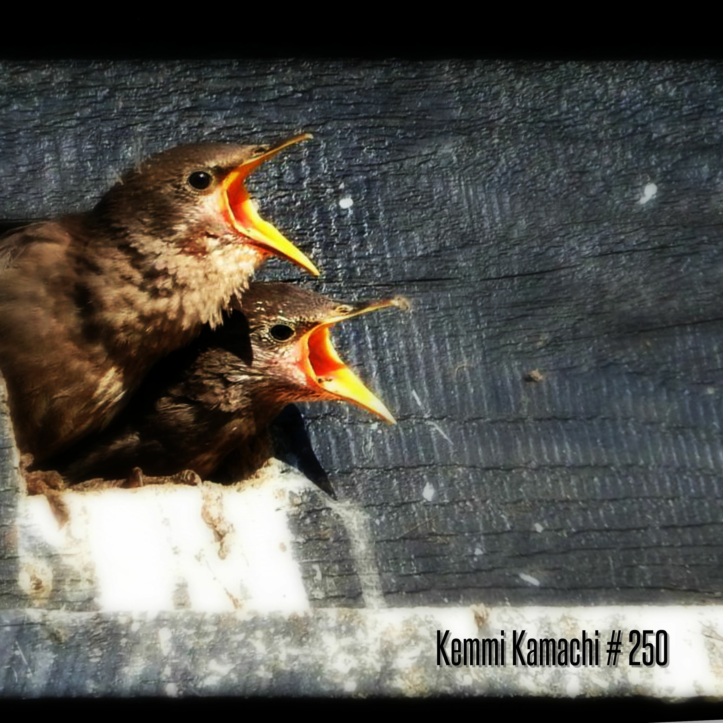 Kemmi Kamachi