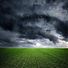 Reap What I Sow
