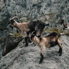 RAY BABY X FM- Goats