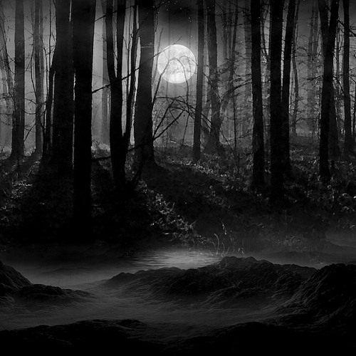 Forest Trails