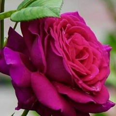 Naghma_New_Song_|_Shah_Zalmo_|_شاہ_زلمو_|_Pashto_New_Song