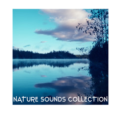 Nature Sound Track