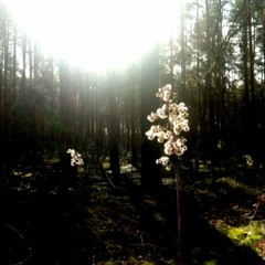 Marine (poem by Arthur Rimbaud)