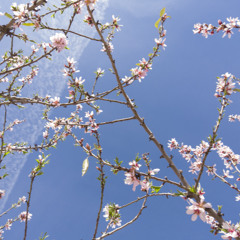 Spring Mix
