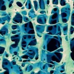 Bones