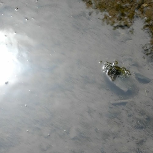 GESTALT - Wasserläufer