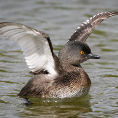 The mating call of the Least Grebe