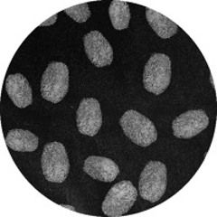 No Pega (FREE DOWNLOAD)