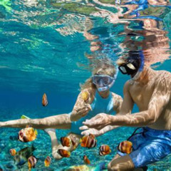 Best Snorkeling Tours Siesta Key Florida Prices Reviews