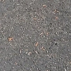 Calamity Pt. 1 (Despair)