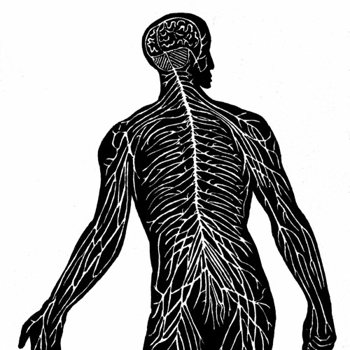 Ownmind - Systema Nervosum
