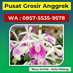 Hubungi 0857-5535-9578, Supplier Anggrek Bulan Pink di Malang