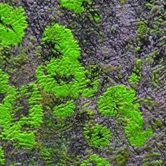 Verdant Session 20_11 for Timeline Music